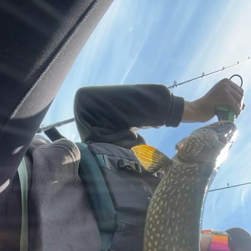 The most recent Northern pike catches on Fishbrain