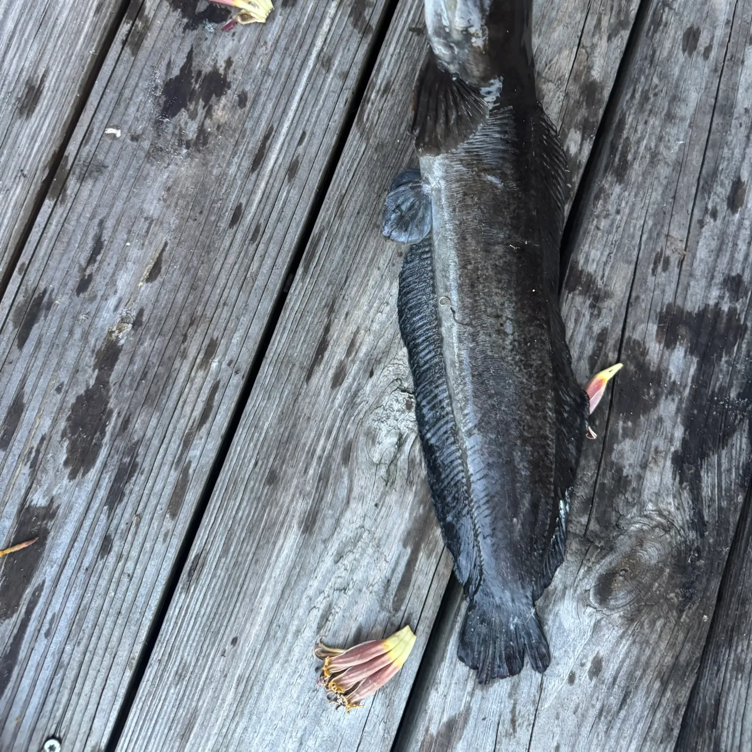 The most recent Walking catfish catches on Fishbrain