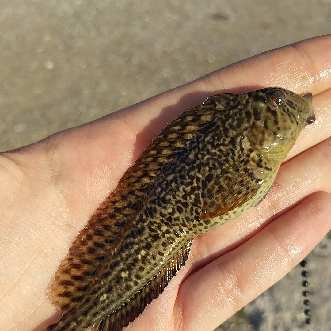 The most recent Rusty blenny catches on Fishbrain