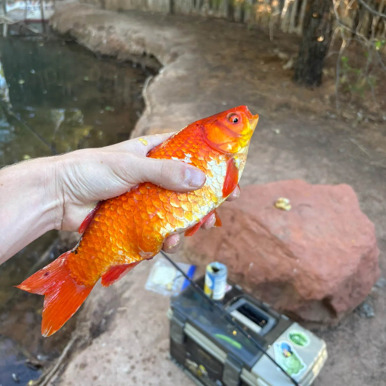Goldfish caught on Fishbrain