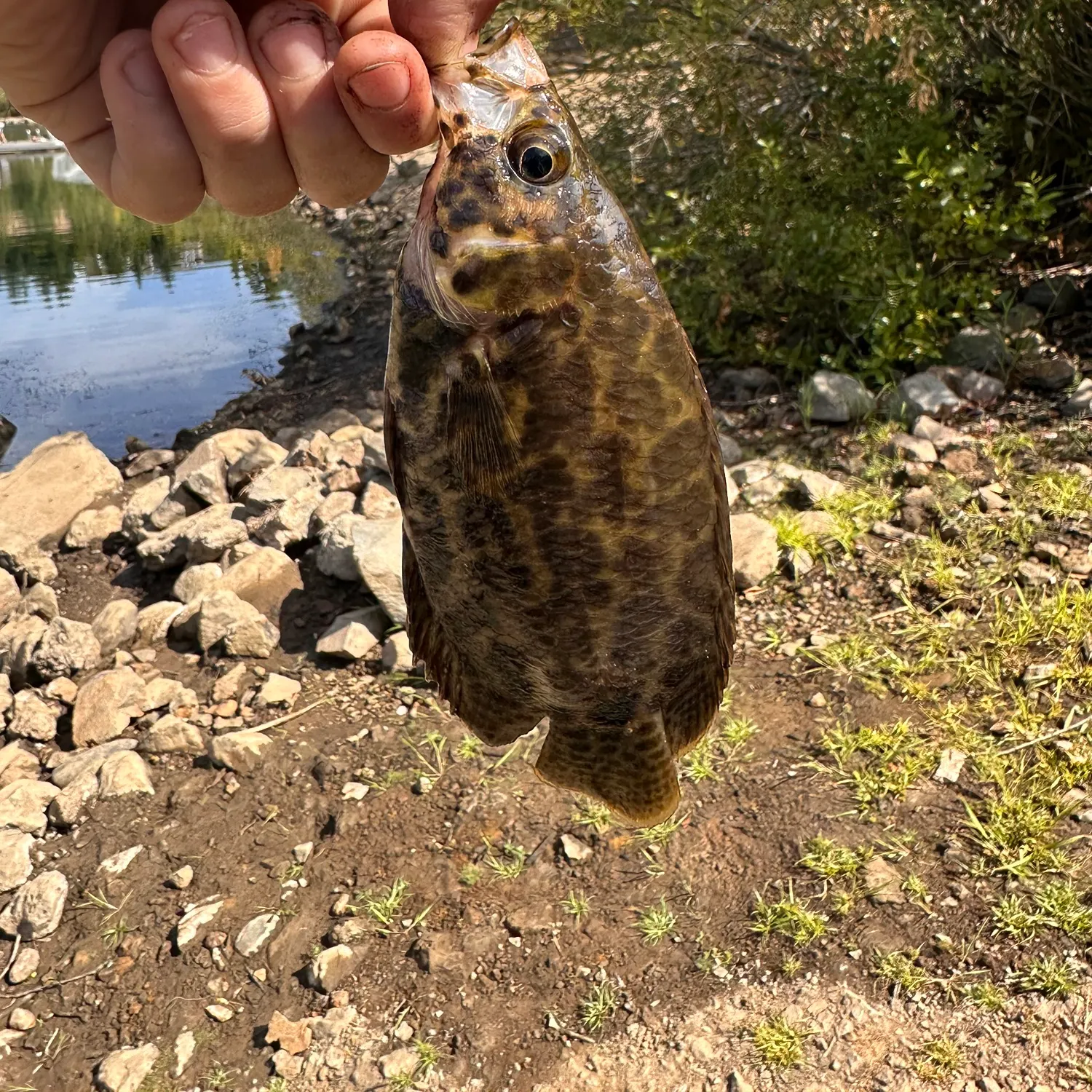 The most recent Sacramento perch catches on Fishbrain