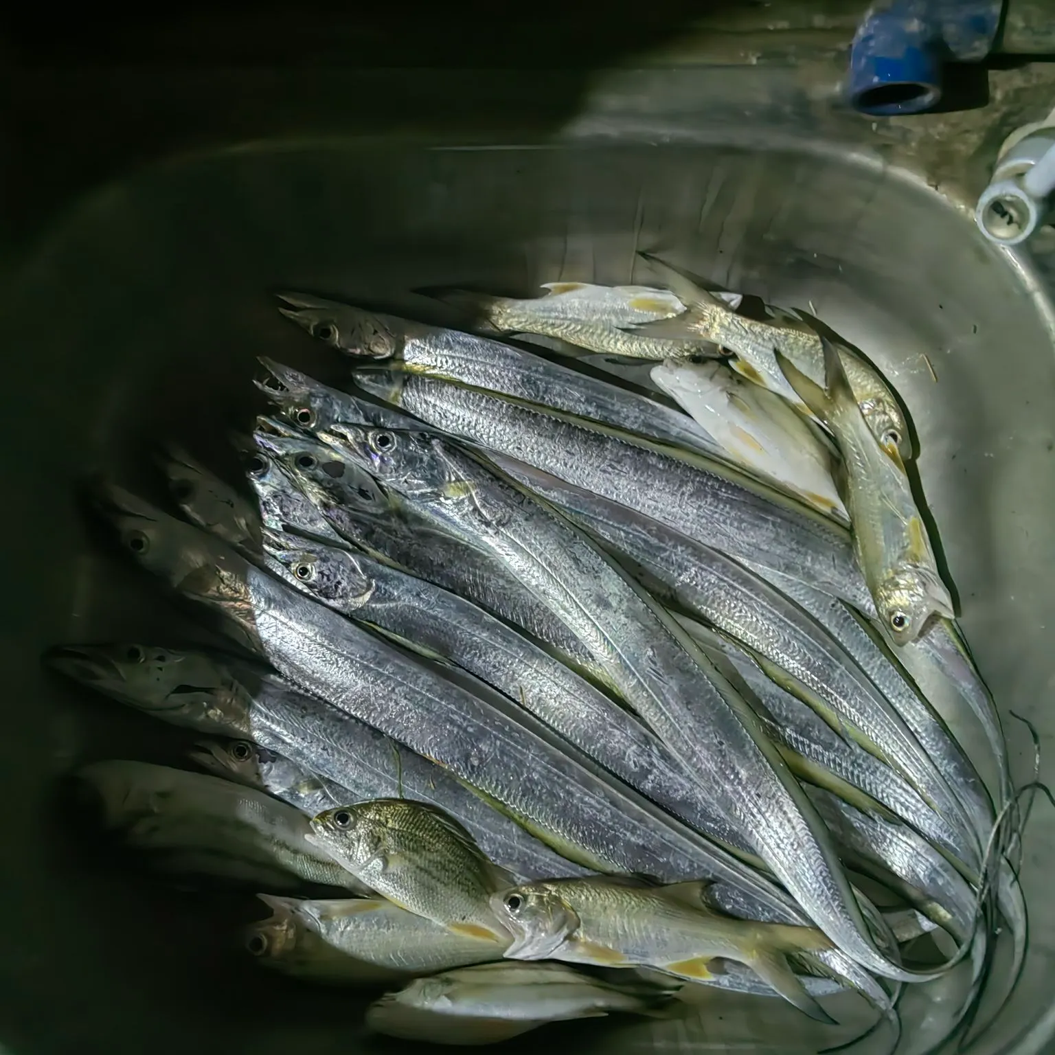 Atlantic cutlassfish caught on Fishbrain