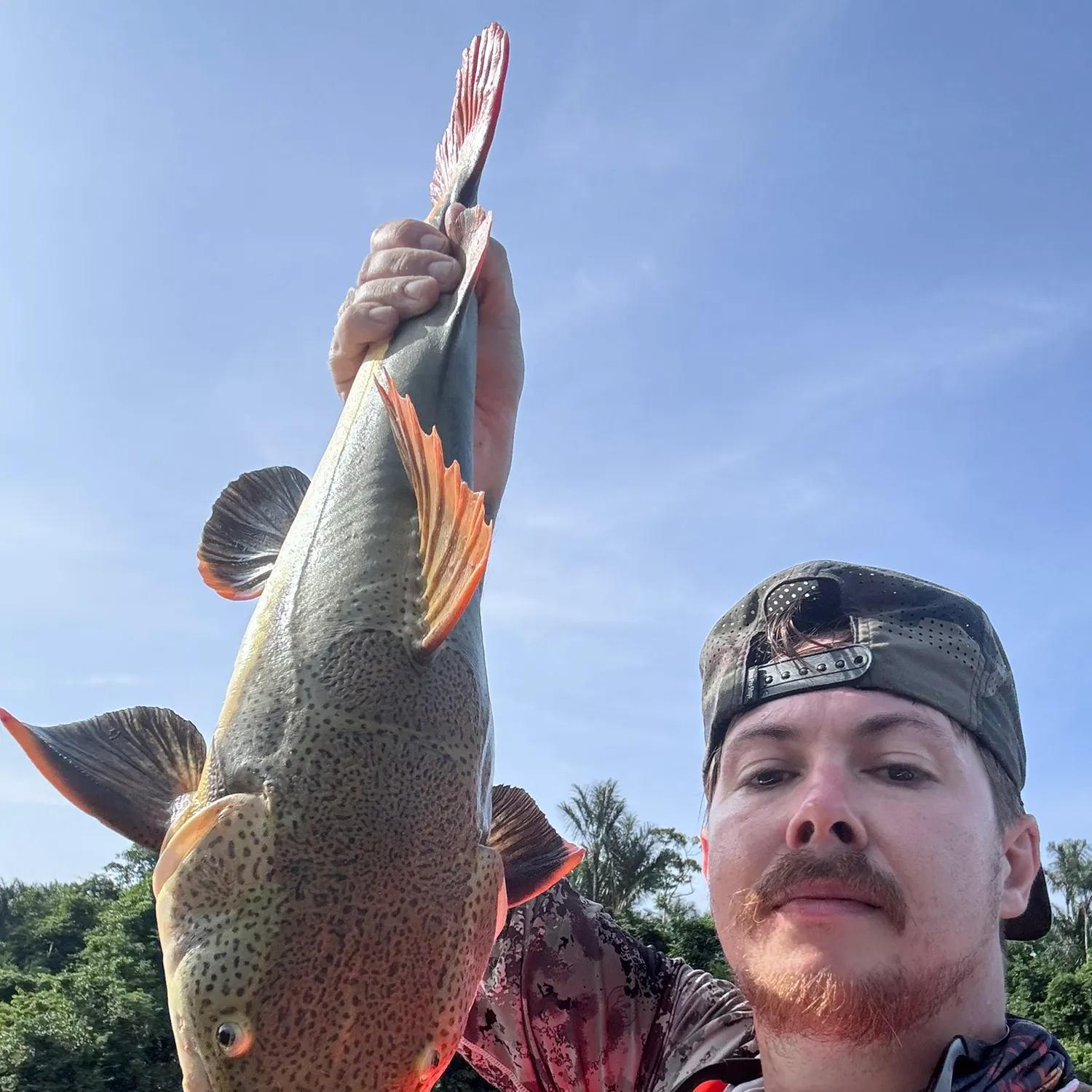 The most recent Redtail catfish catches on Fishbrain
