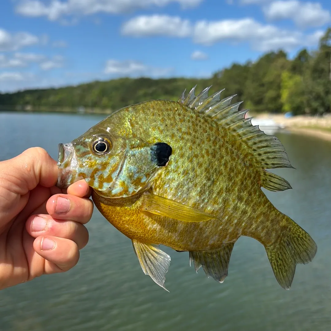 Pumpkinseed caught on Fishbrain