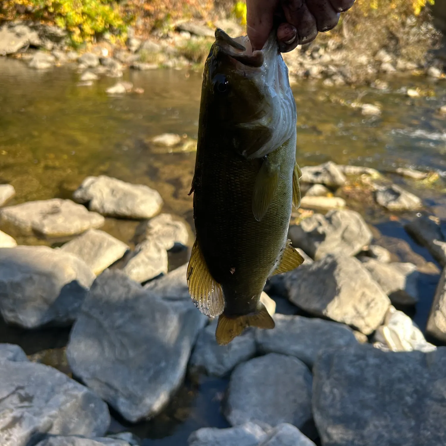 Smallmouth bass caught on Fishbrain