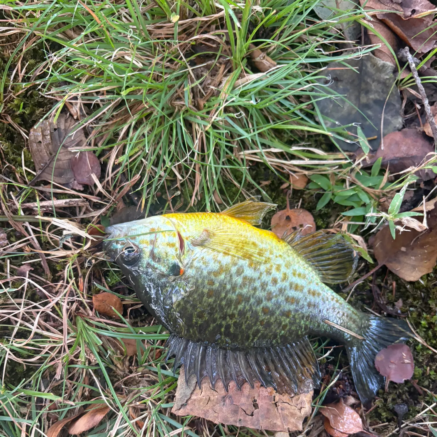 Brown trout caught on Fishbrain