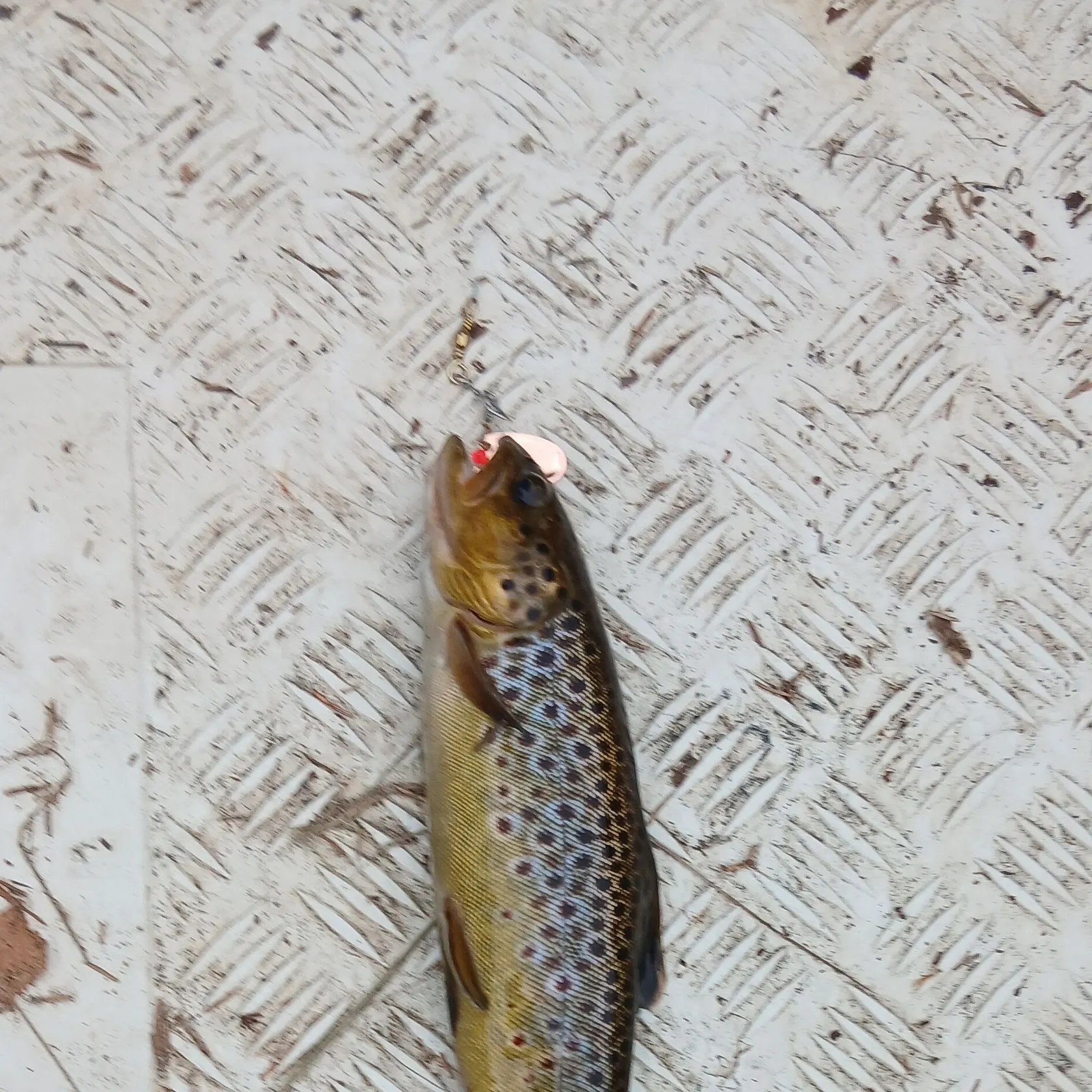 Brown trout caught on Fishbrain