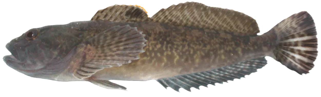 Prickly sculpin