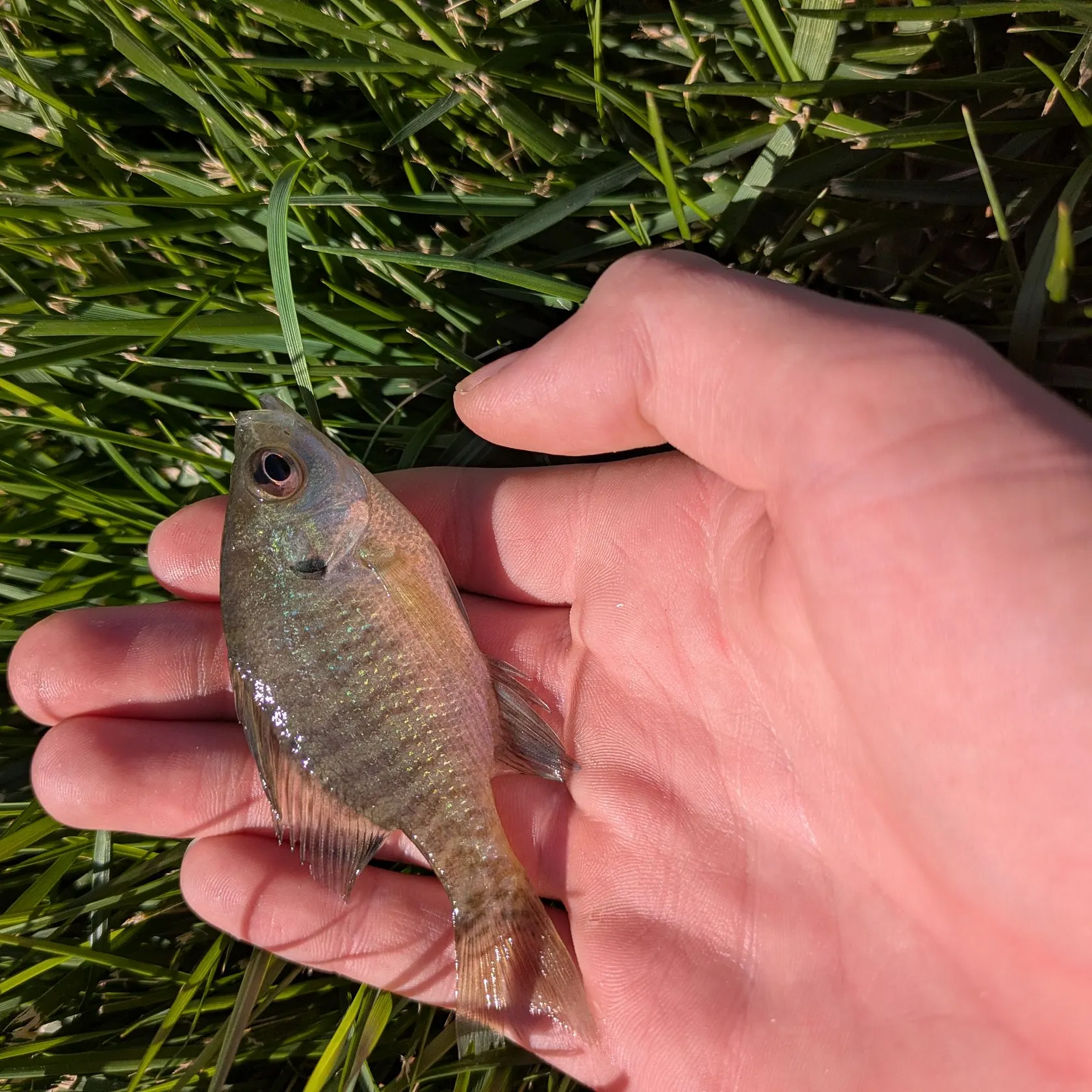 Bluegill caught on Fishbrain