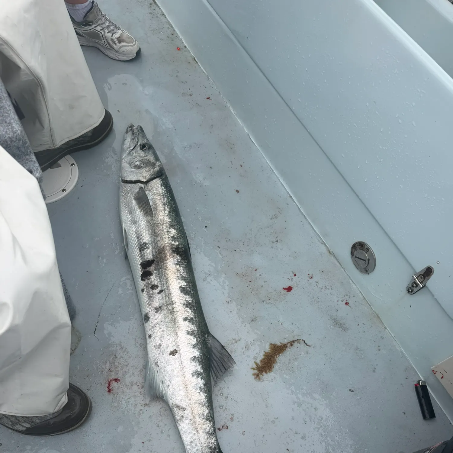 Great barracuda caught on Fishbrain