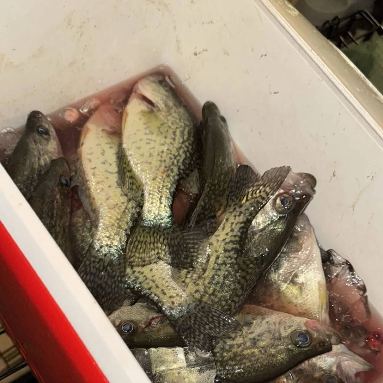 Black crappie caught on Fishbrain