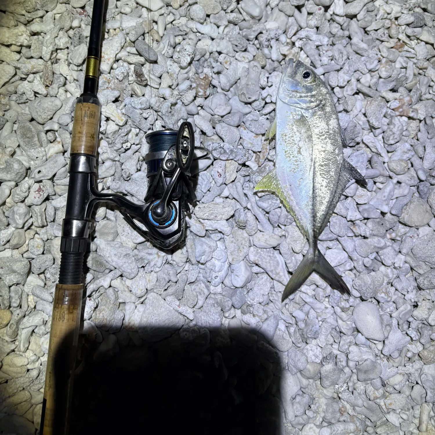 The most popular recent Brassy trevally catch on Fishbrain