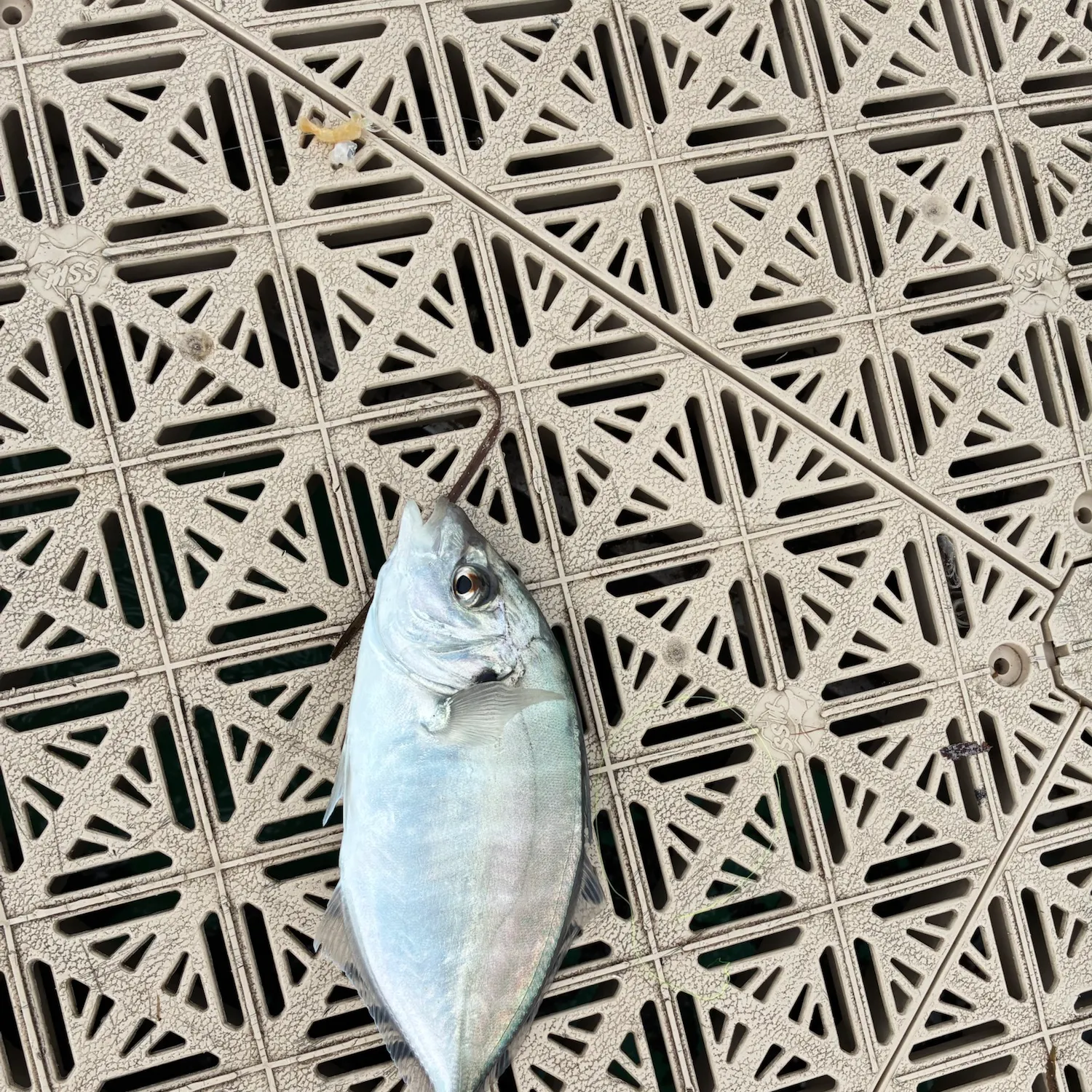 White trevally caught on Fishbrain