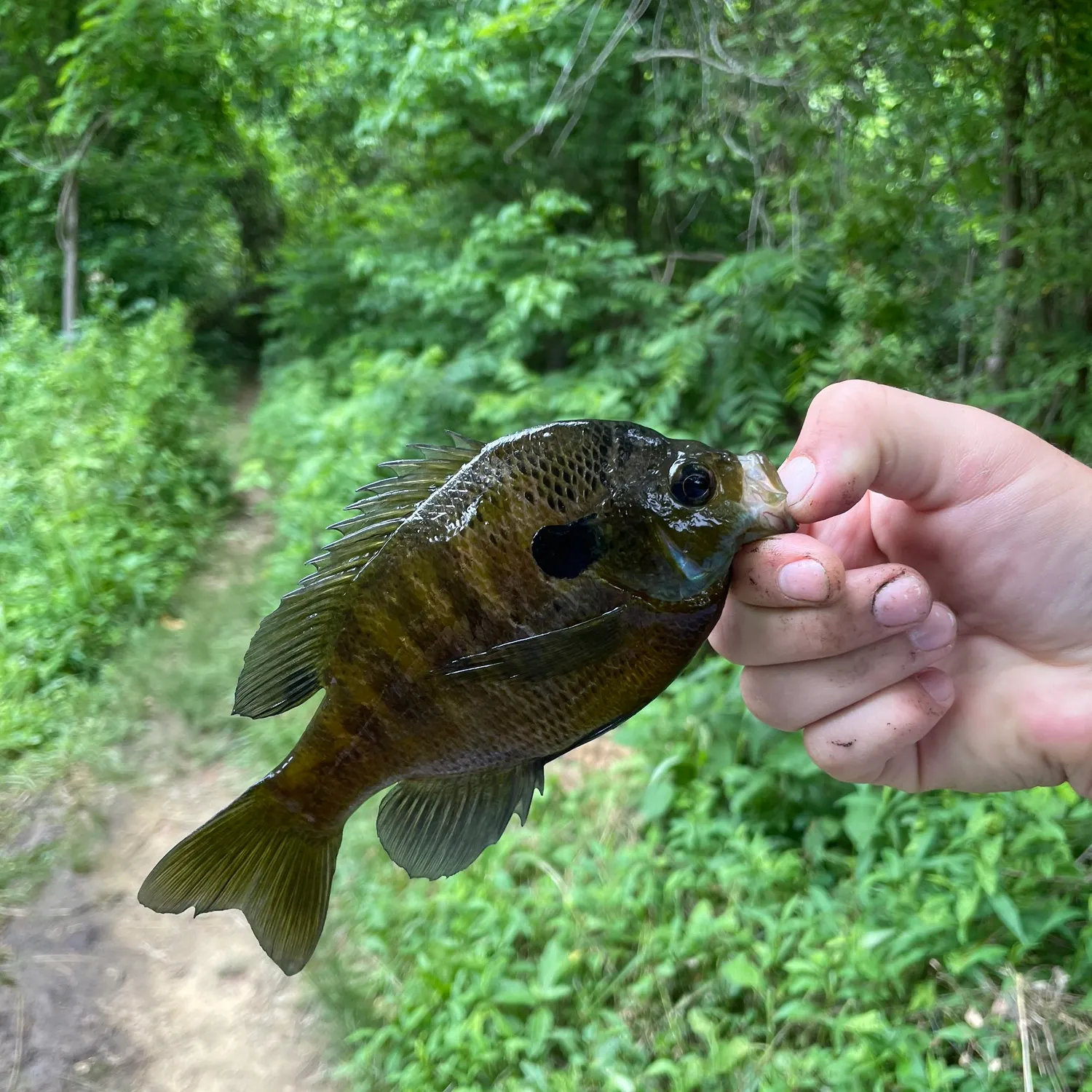 Bluegill caught on Fishbrain