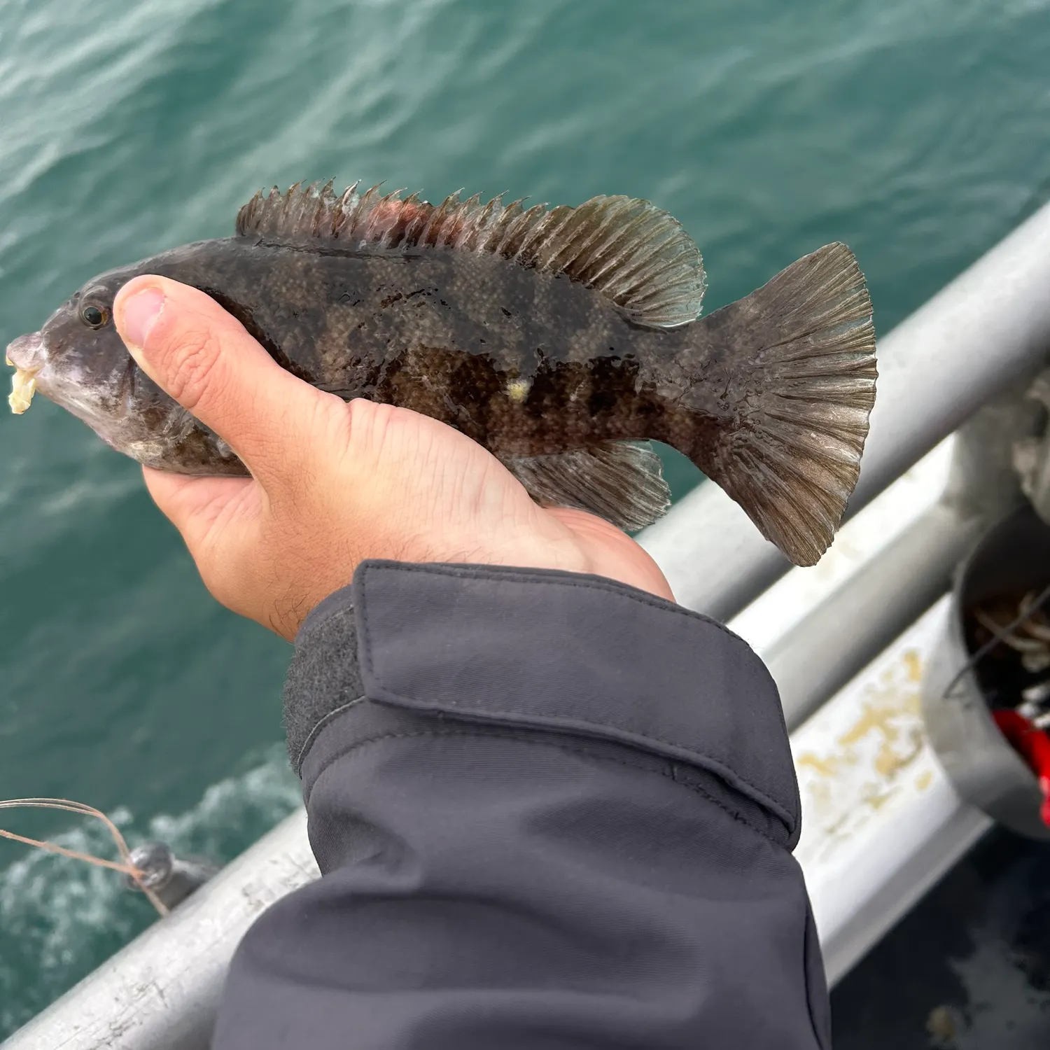 The most recent Tautog catches on Fishbrain