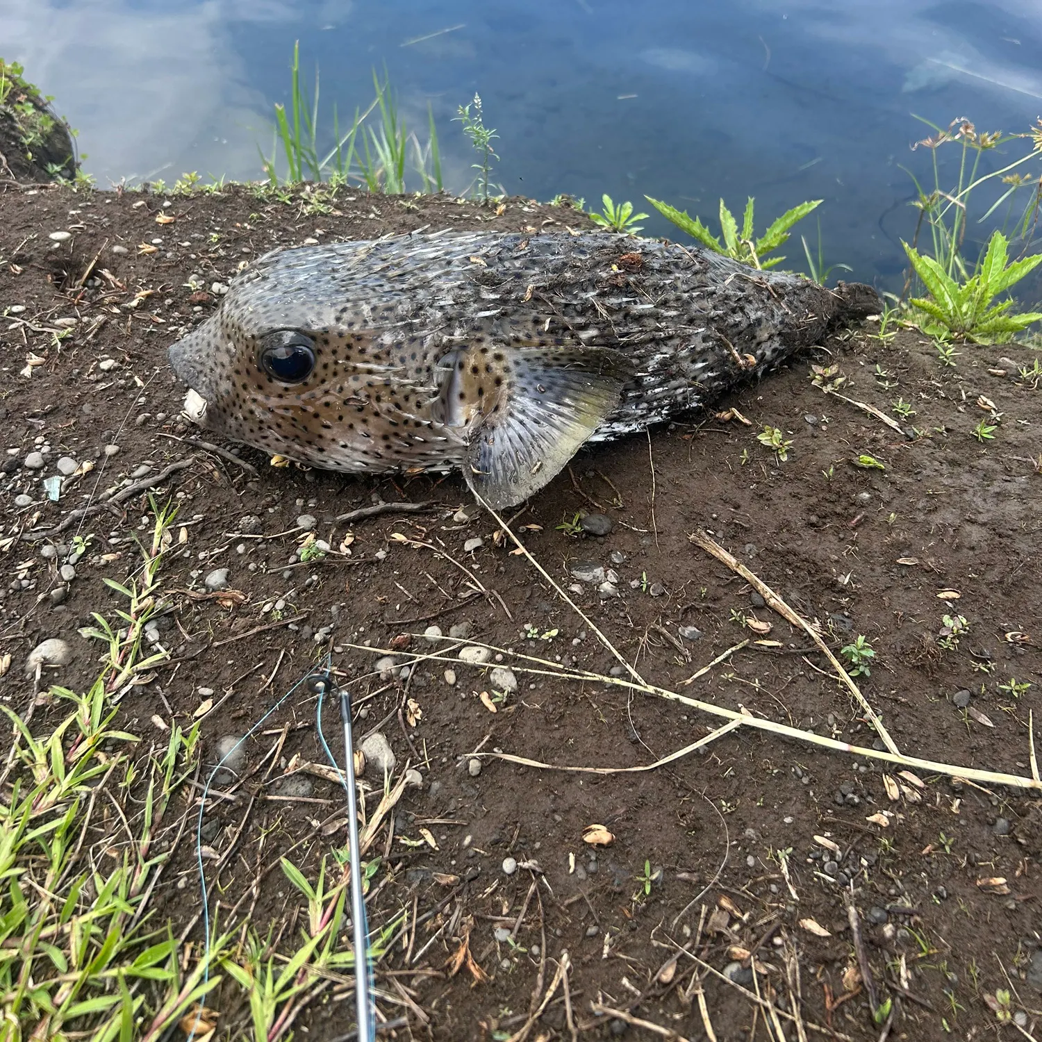 The most recent Spot-fin porcupinefish catches on Fishbrain