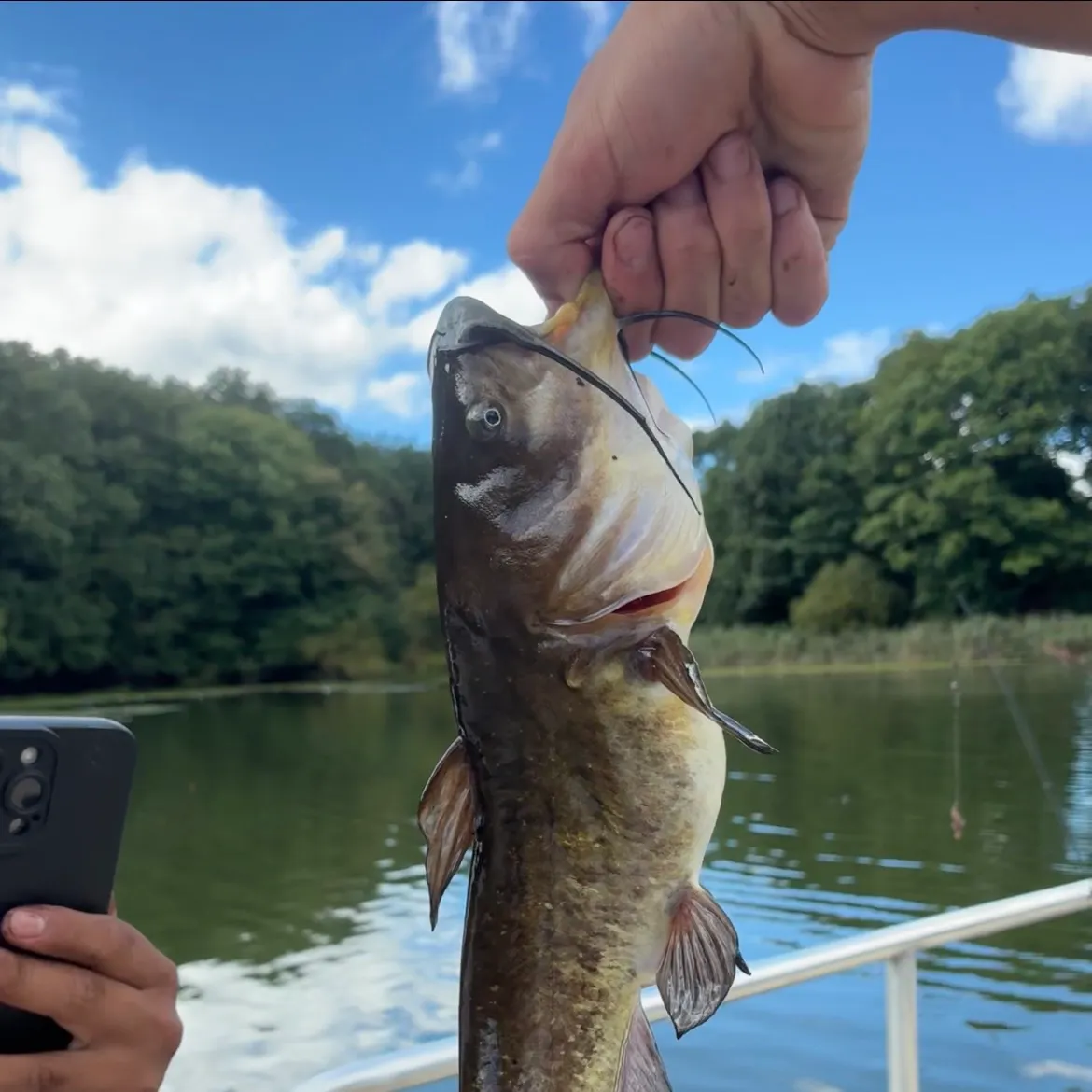 Brown bullhead caught on Fishbrain