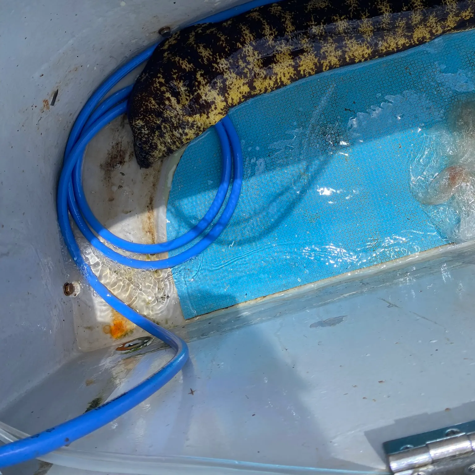 The most recent Spotted moray eel catches on Fishbrain