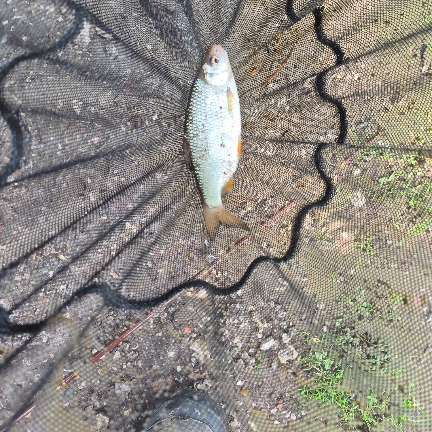 Common roach caught on Fishbrain