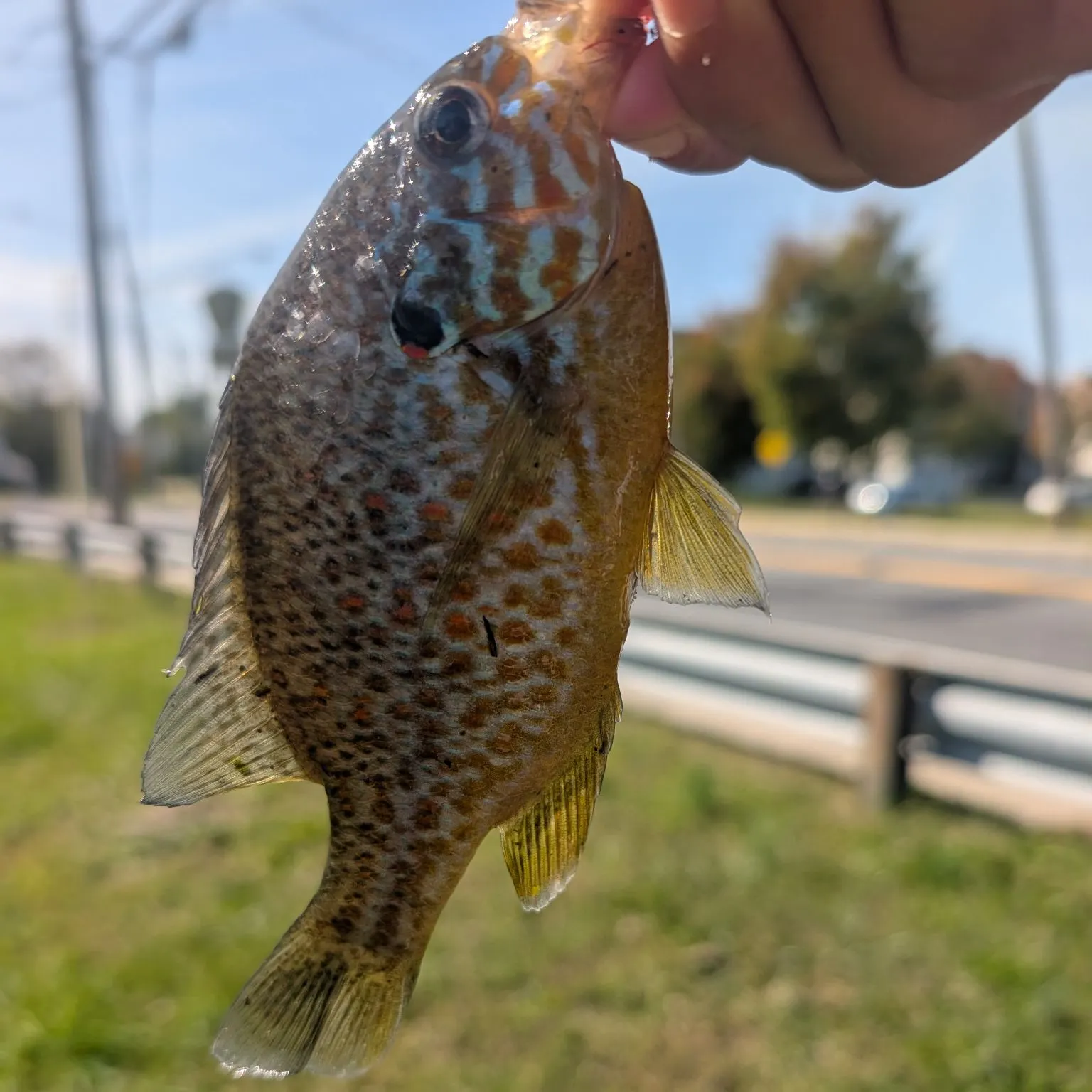 Pumpkinseed caught on Fishbrain