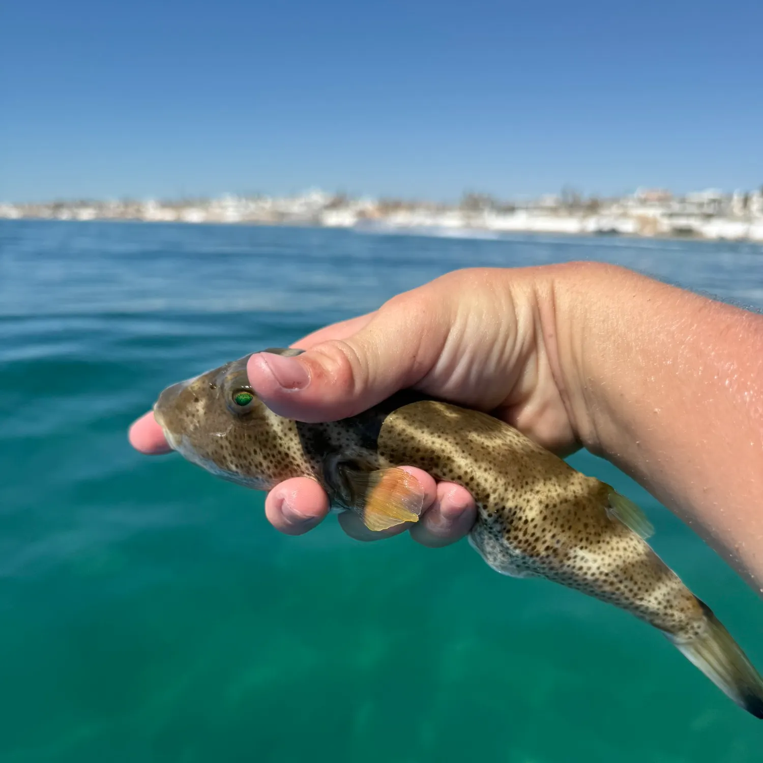 The most recent Bullseye puffer catches on Fishbrain