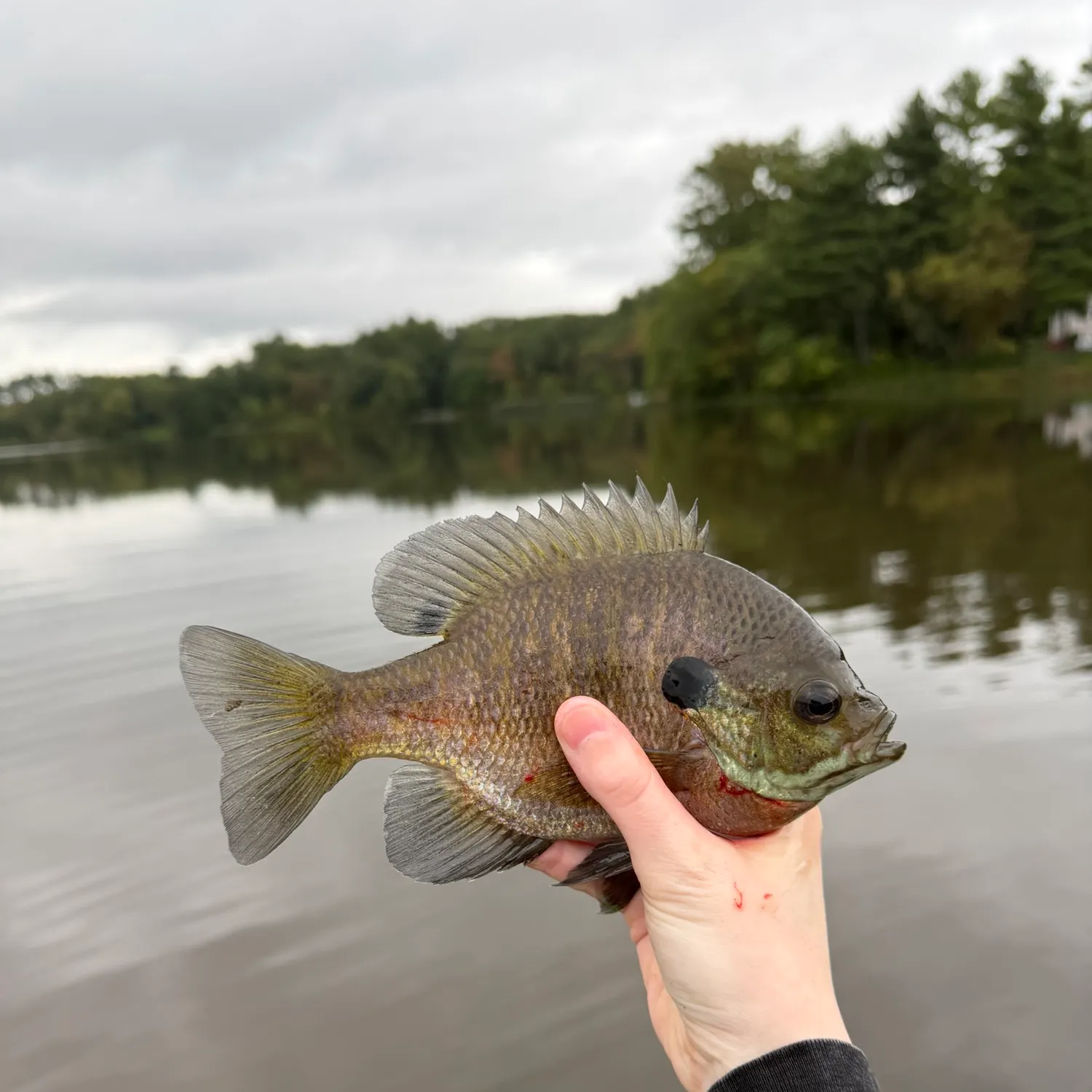 Bluegill caught on Fishbrain