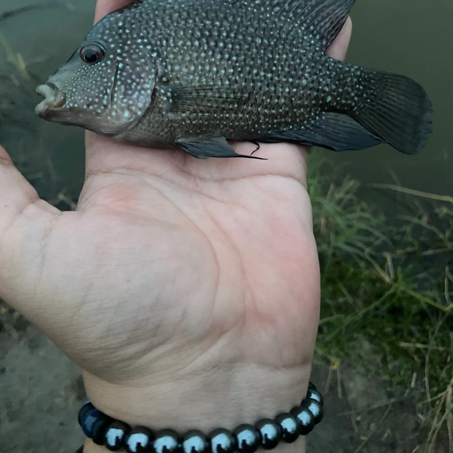 The most recent Rio Grande cichlid catches on Fishbrain