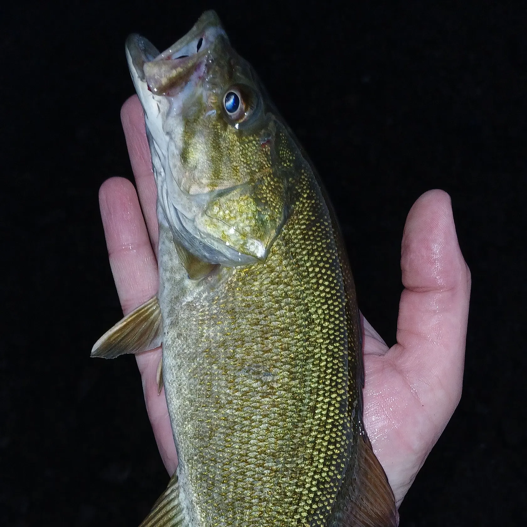 Smallmouth bass caught on Fishbrain