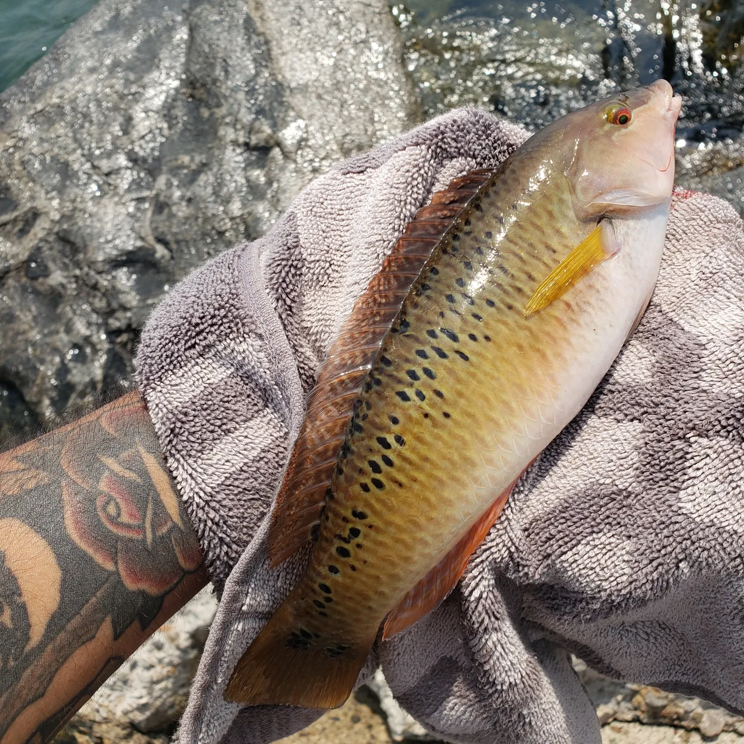 recently logged catches