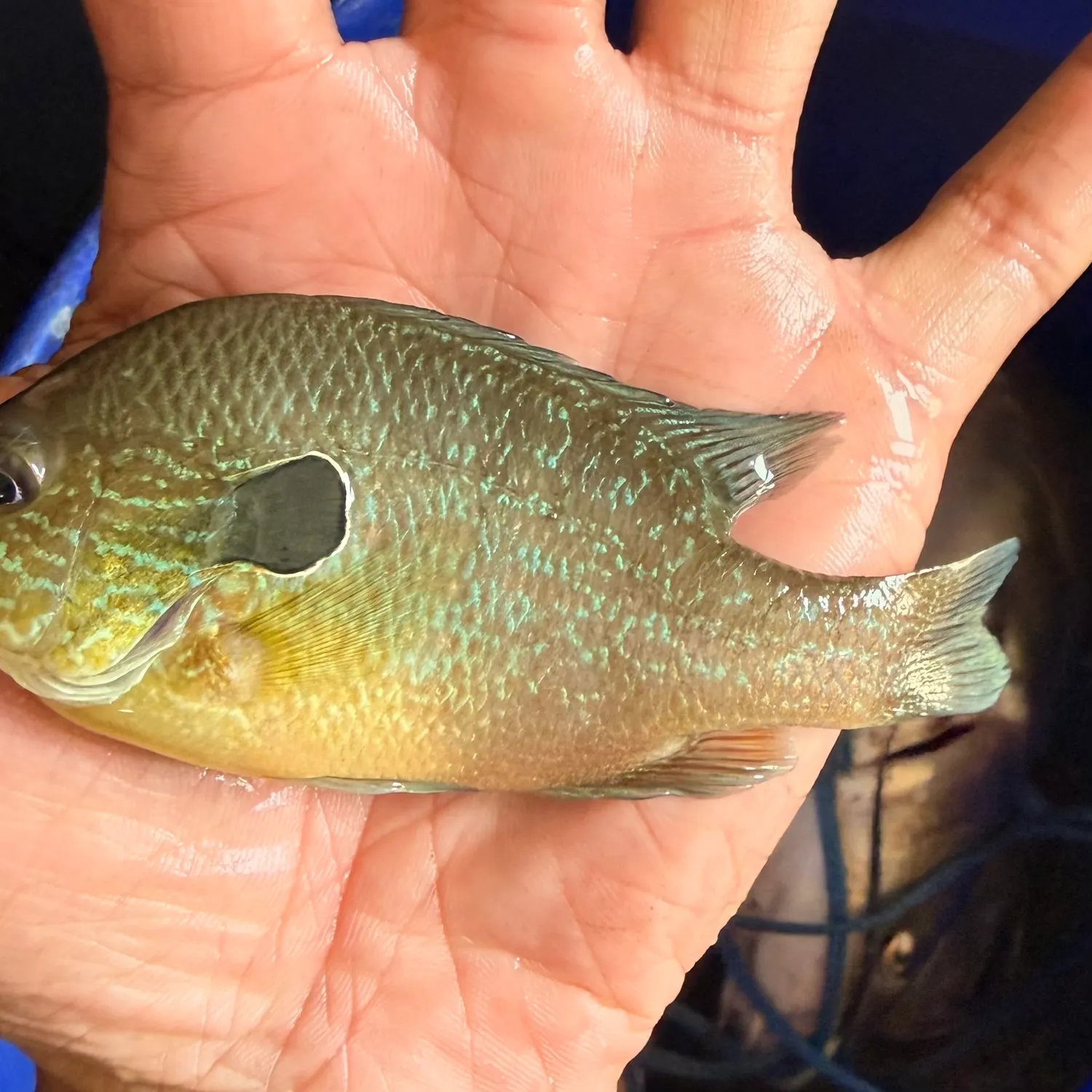 Longear sunfish caught on Fishbrain