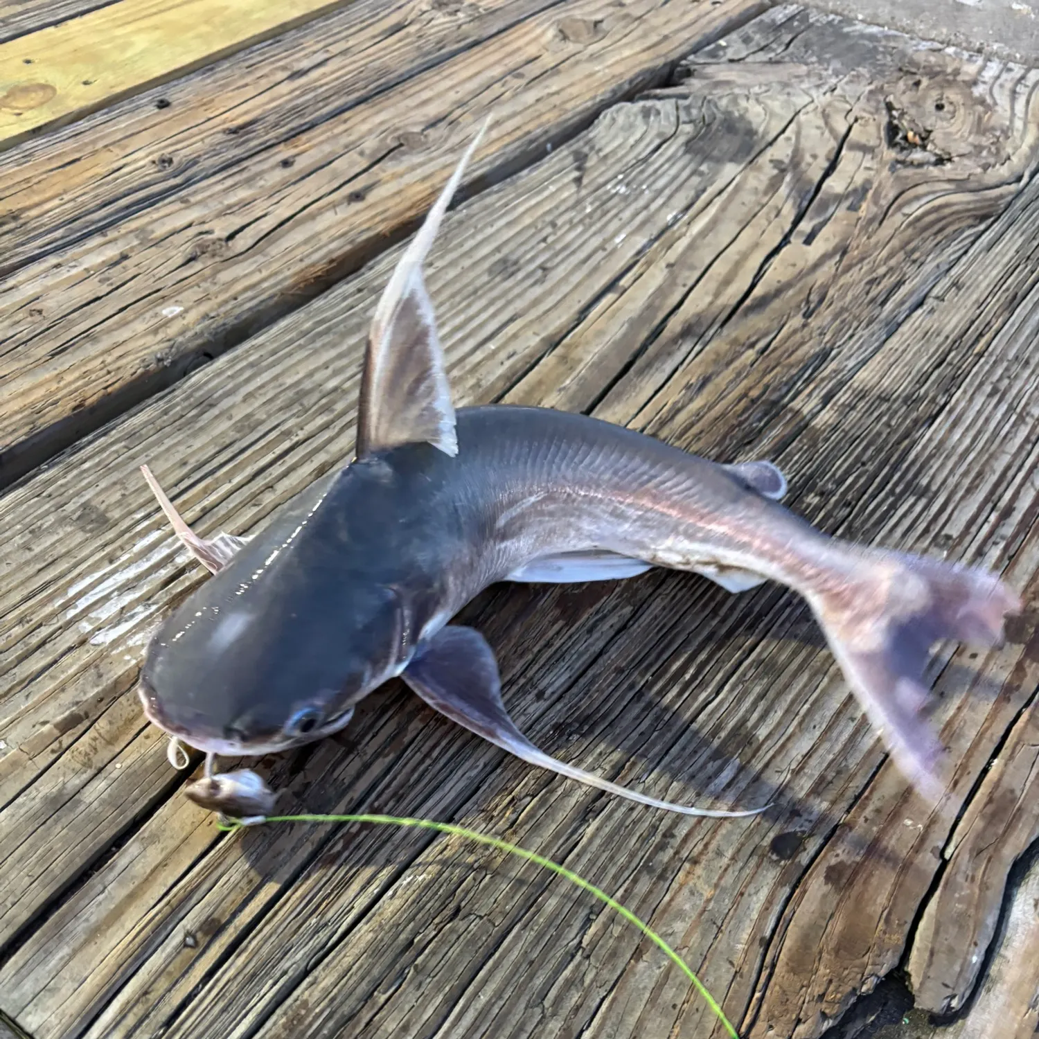 The most recent Coco sea catfish catches on Fishbrain