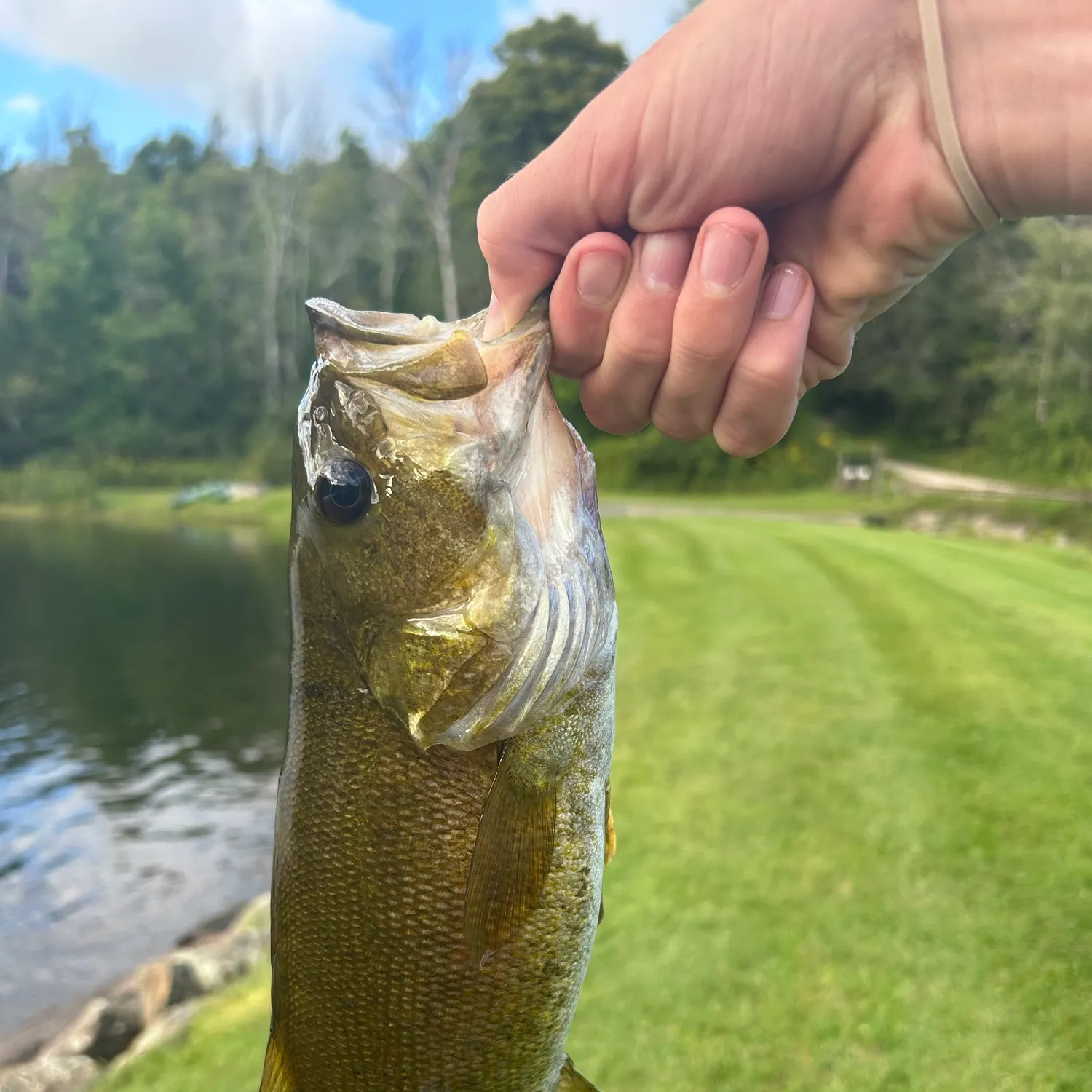 Smallmouth bass caught on Fishbrain