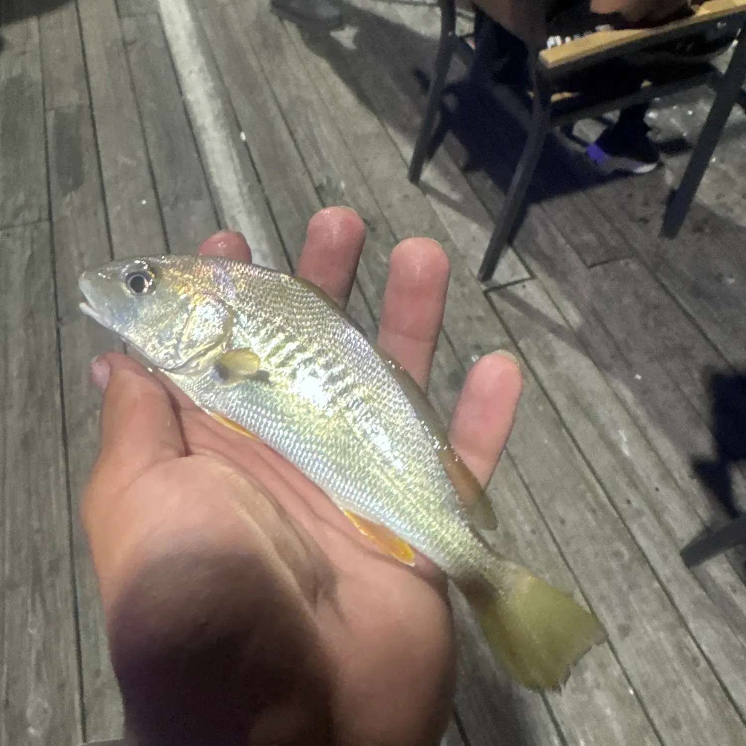 Atlantic croaker caught on Fishbrain