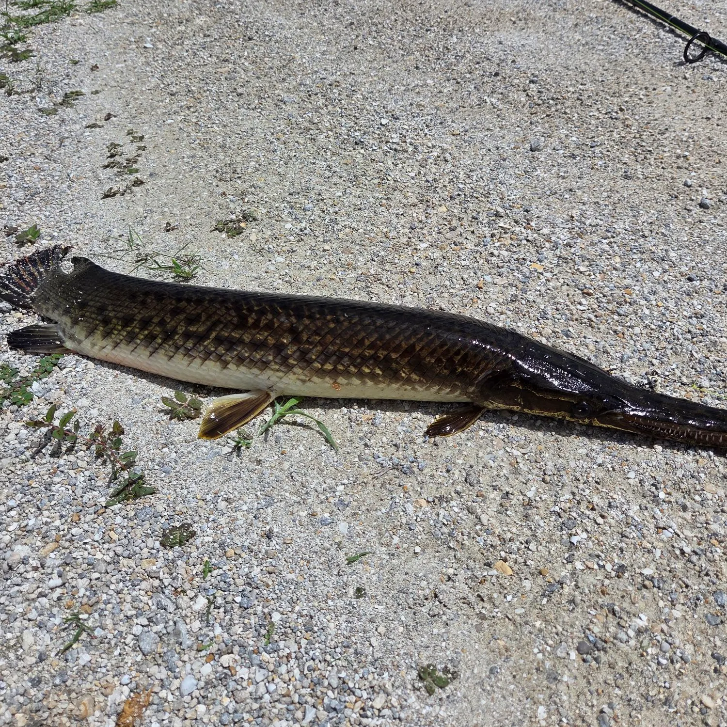 The most recent Spotted gar catches on Fishbrain