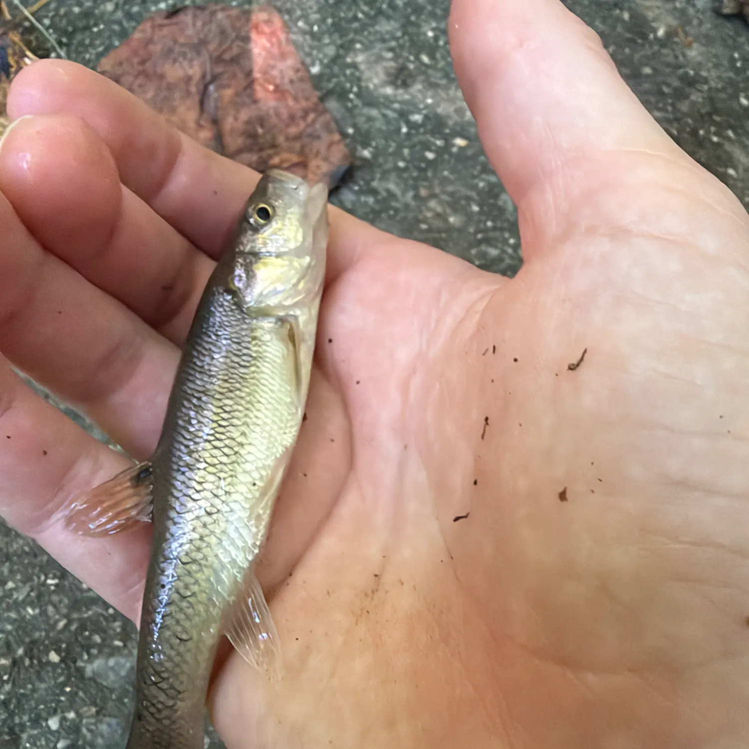 Creek chub caught on Fishbrain