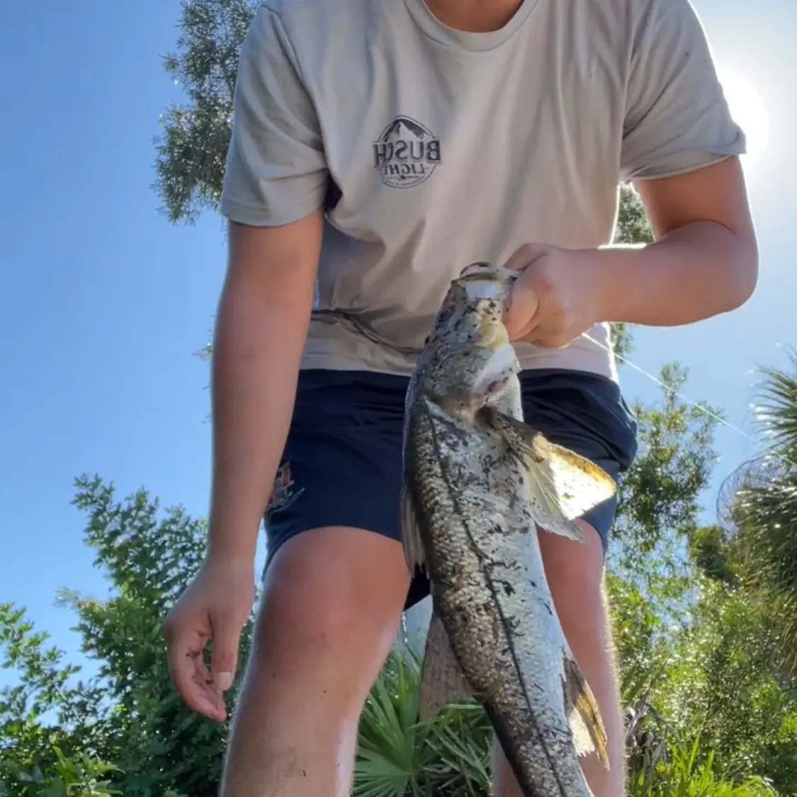 Common snook caught on Fishbrain