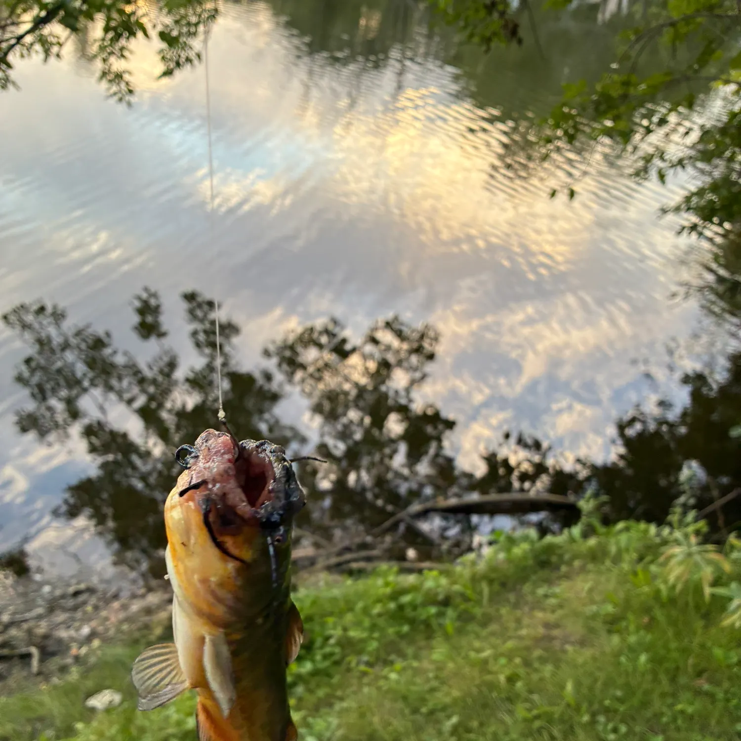 Yellow bullhead caught on Fishbrain