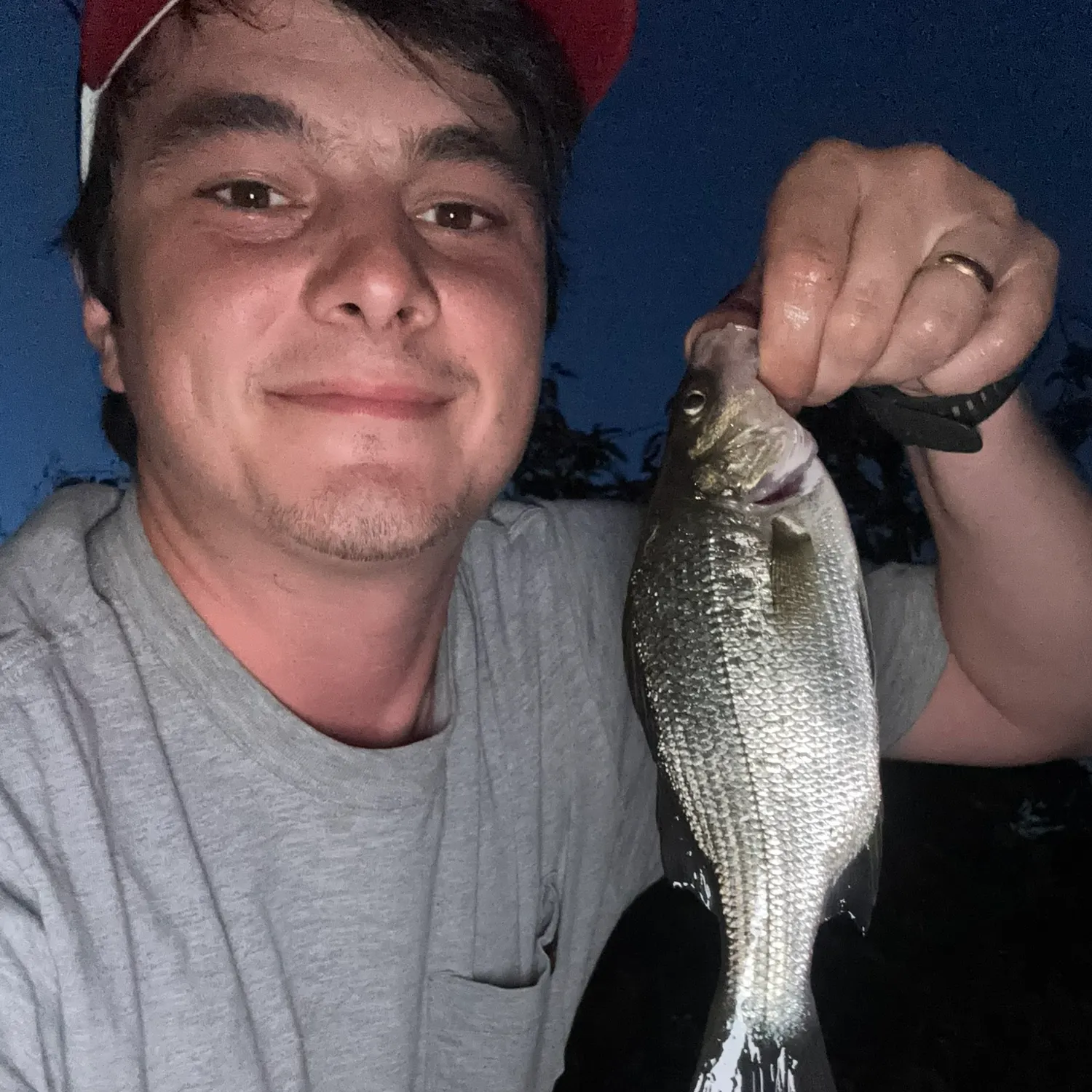 White perch caught on Fishbrain