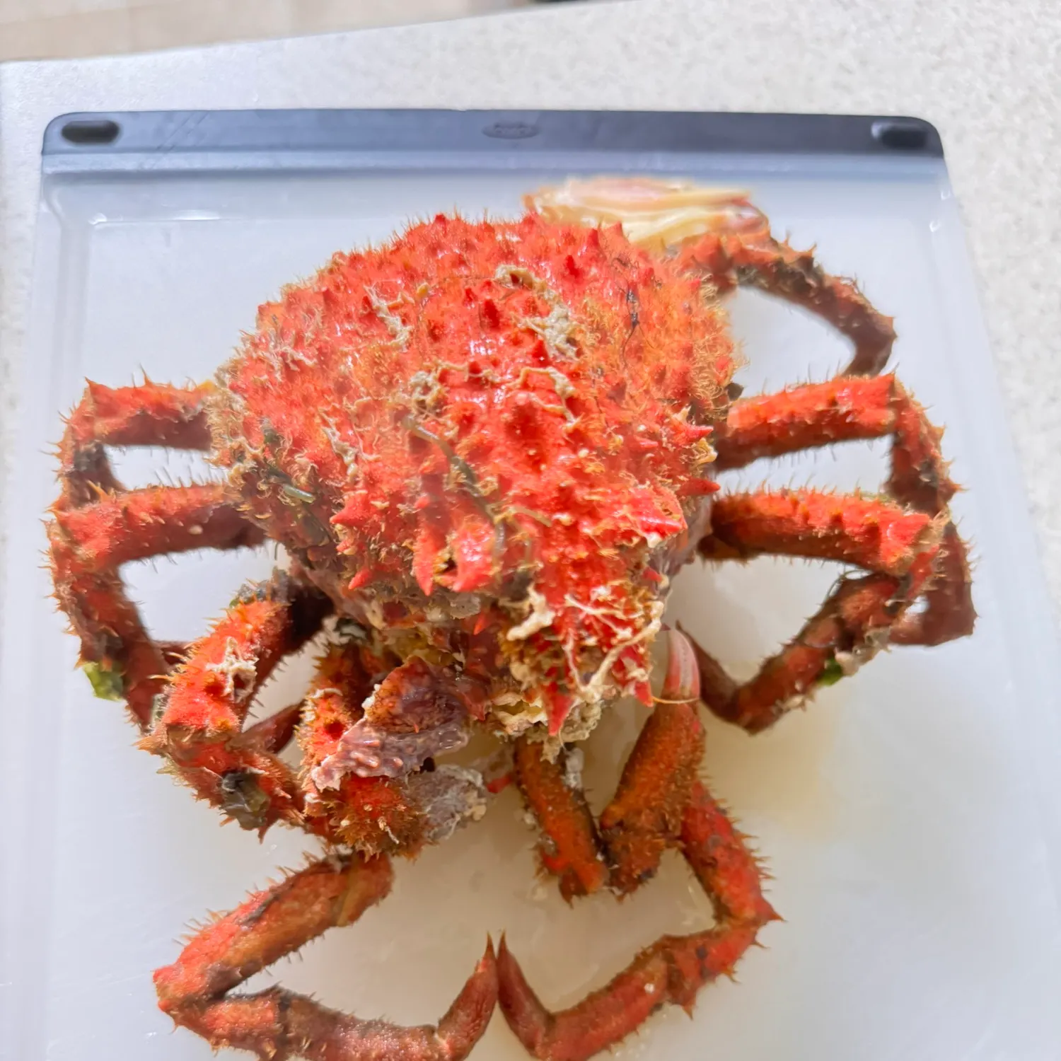 The most recent European spider crab catches on Fishbrain
