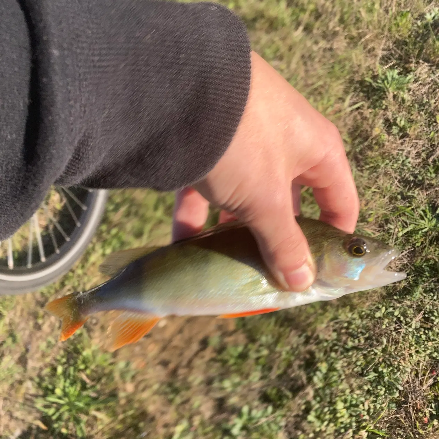 European perch caught on Fishbrain
