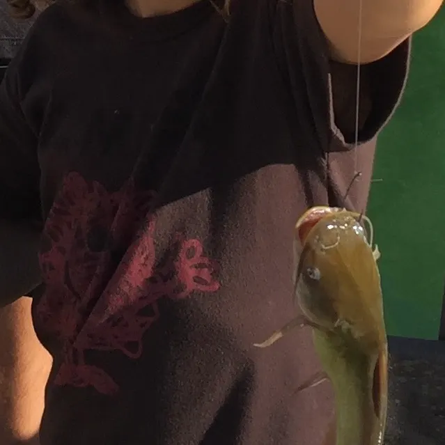 The most recent Yellow bullhead catches on Fishbrain