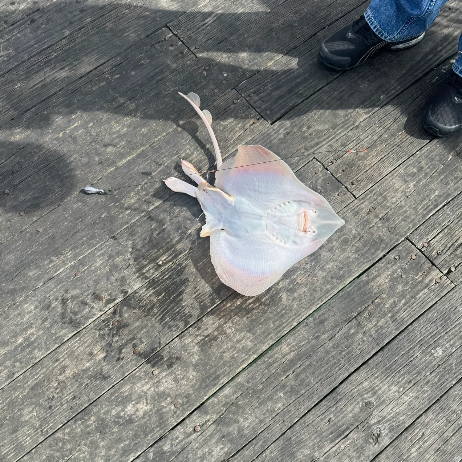The most recent Clearnose skate catches on Fishbrain