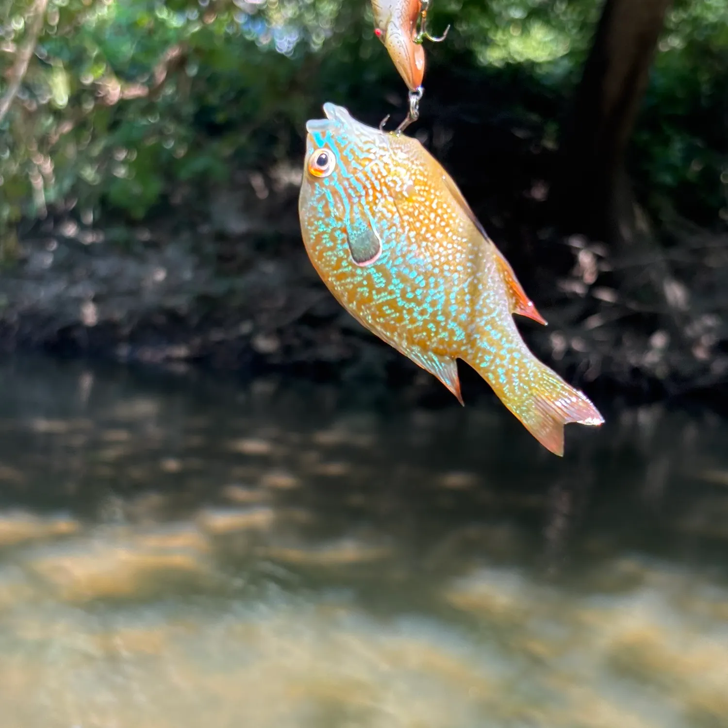 Longear sunfish caught on Fishbrain