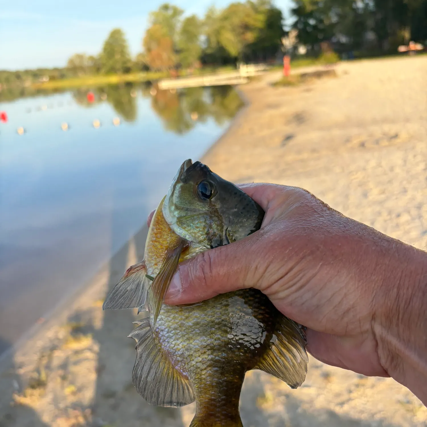 Bluegill caught on Fishbrain
