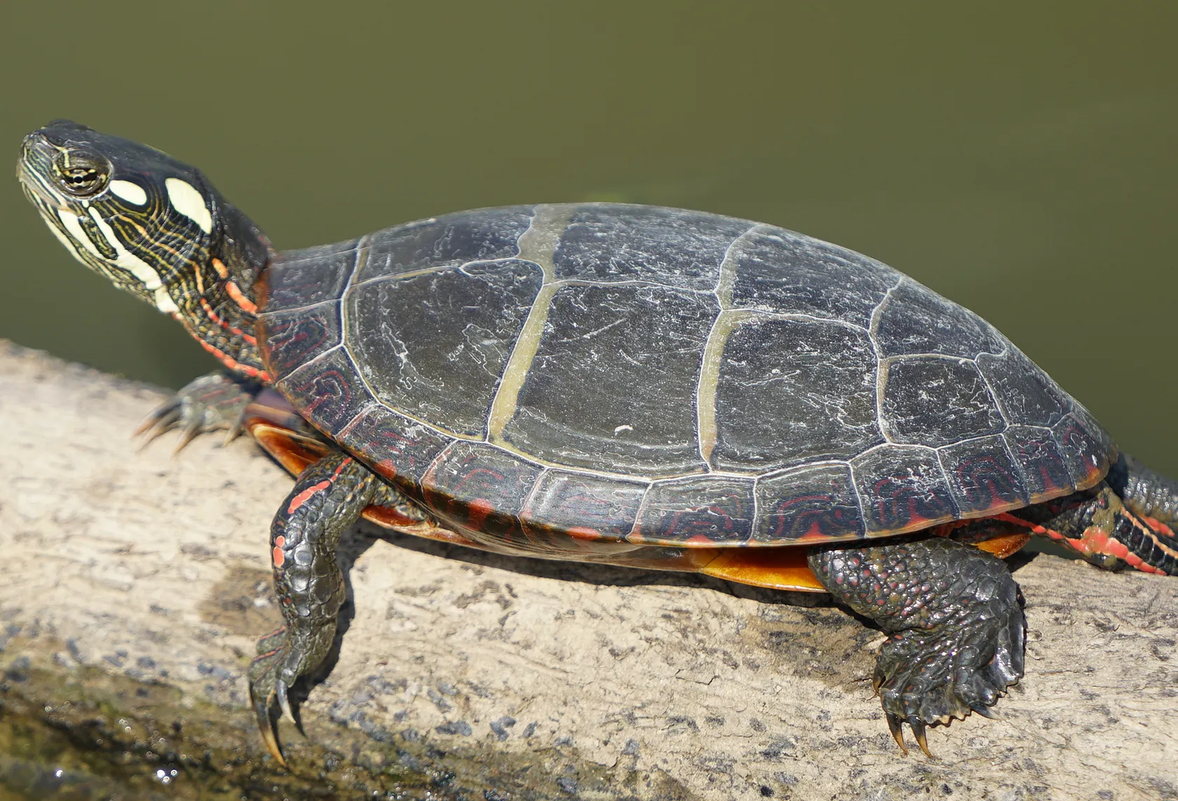 Painted turtle
