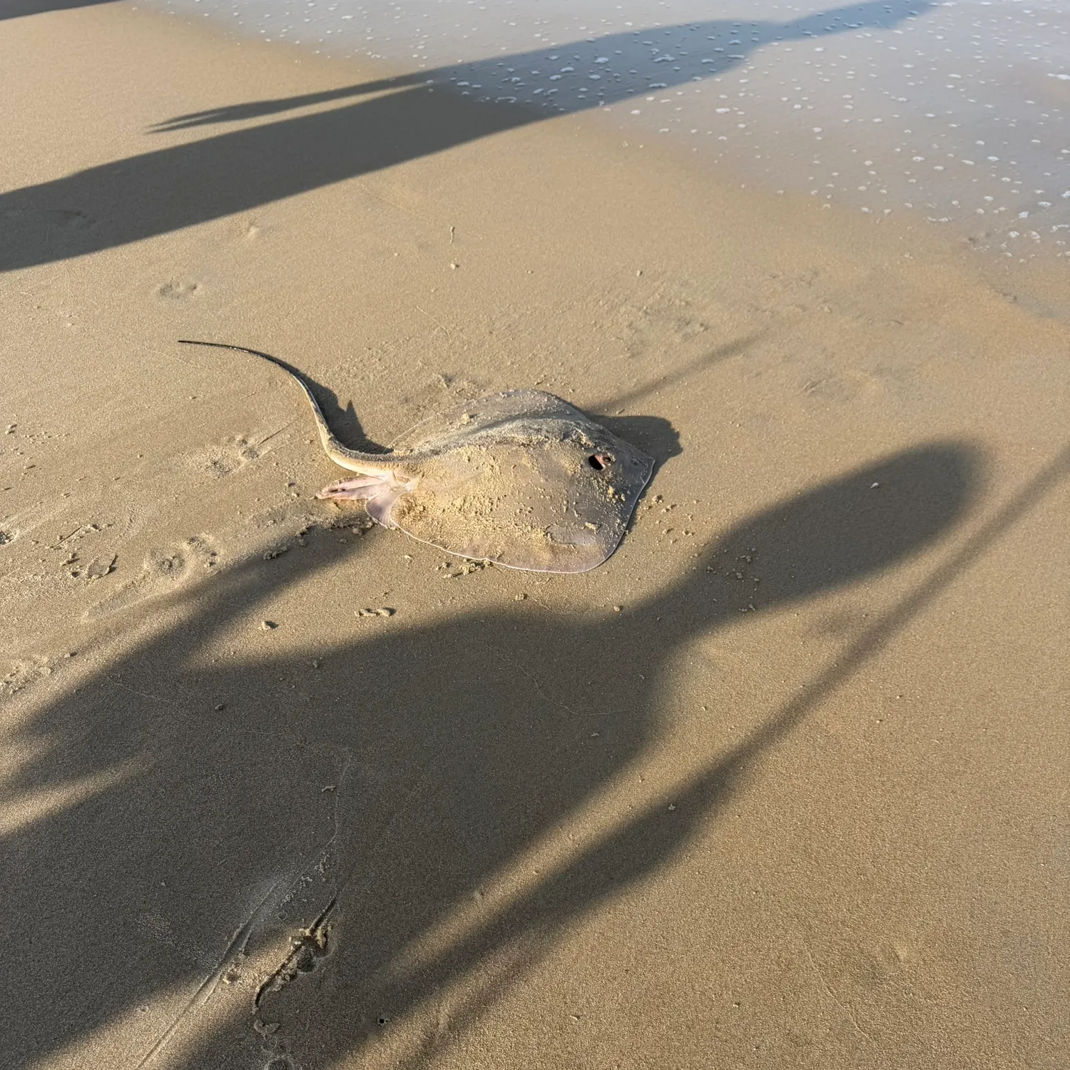 The most recent Southern stingray catches on Fishbrain