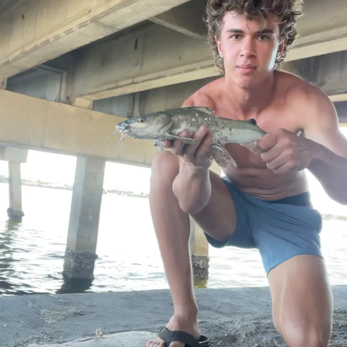 Hardhead sea catfish caught on Fishbrain