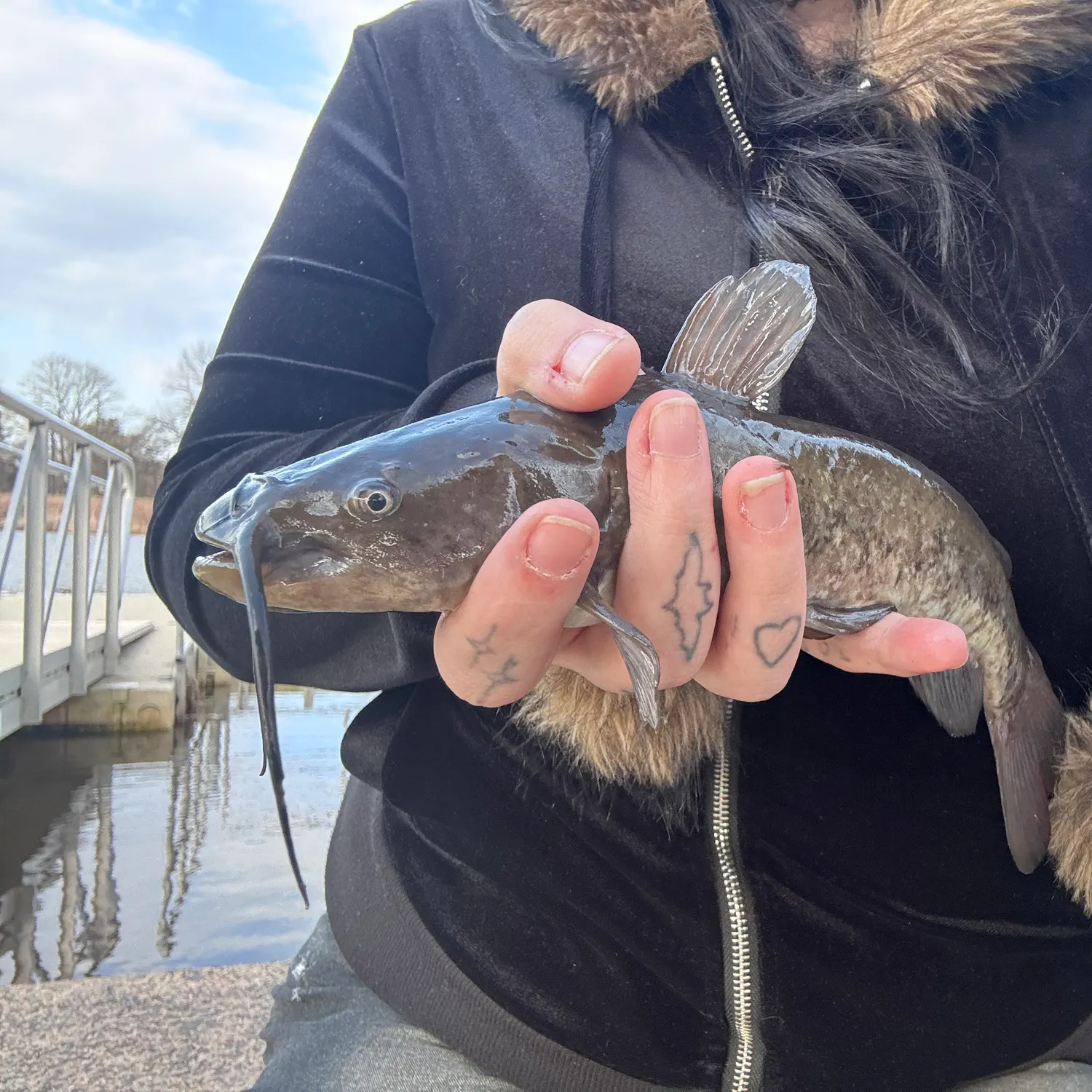 The most recent White bullhead catches on Fishbrain