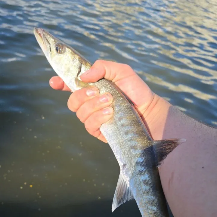 Great barracuda caught on Fishbrain