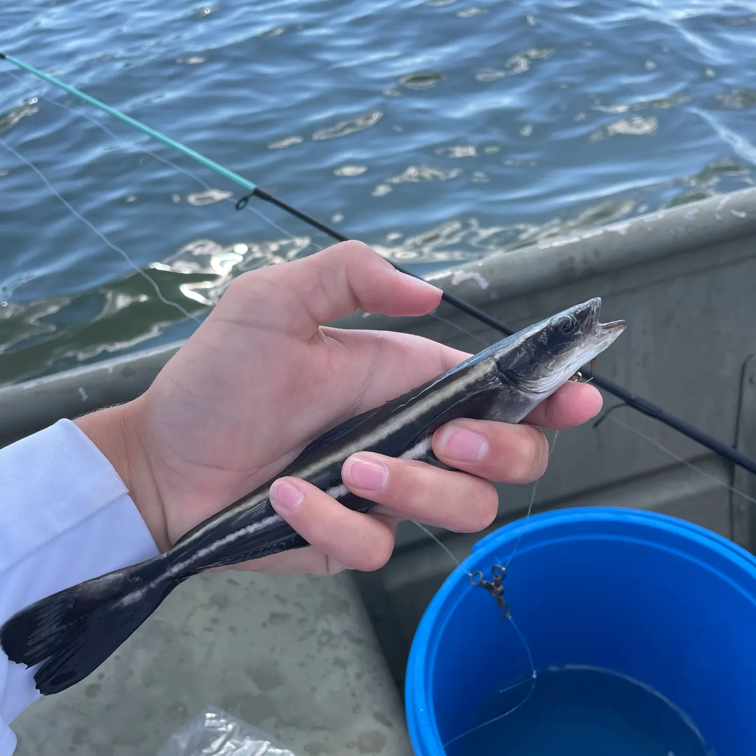Cobia caught on Fishbrain